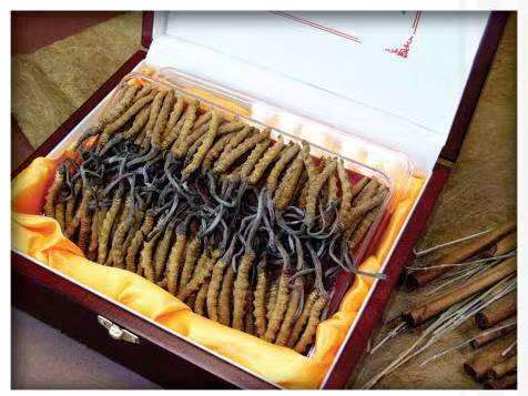 老河口冬虫夏草回收